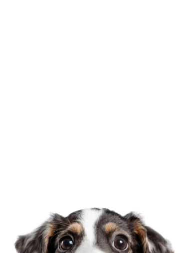 Dog peeking